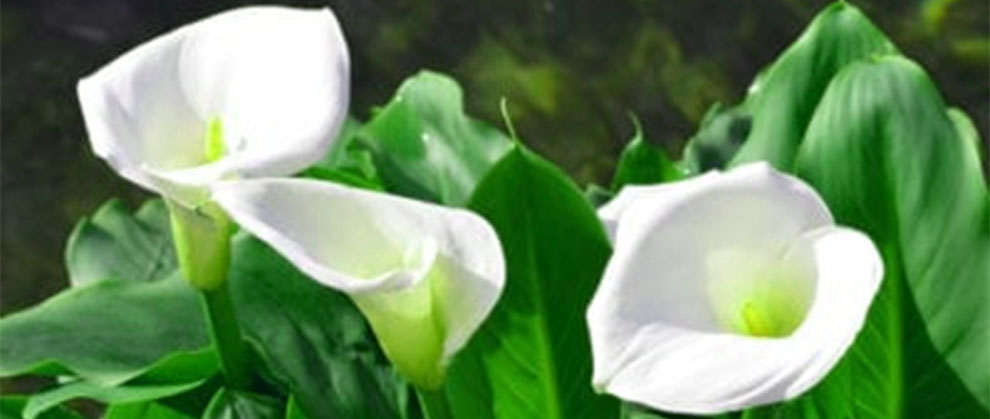 Calla Lillies