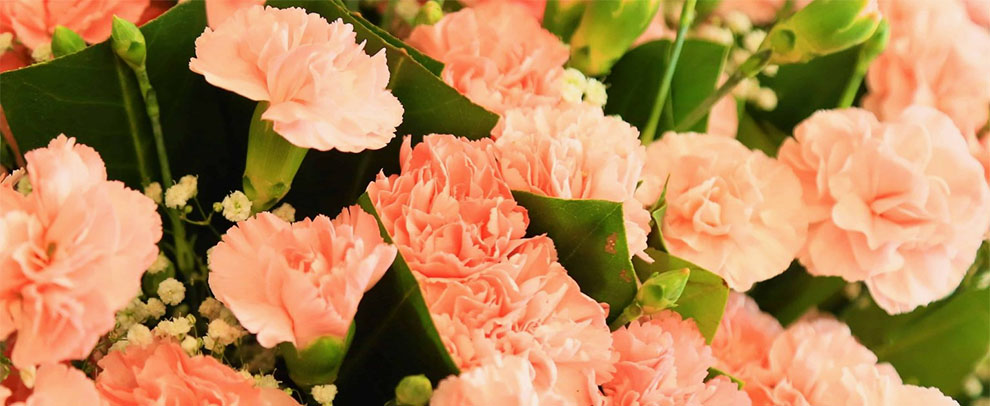 Carnations