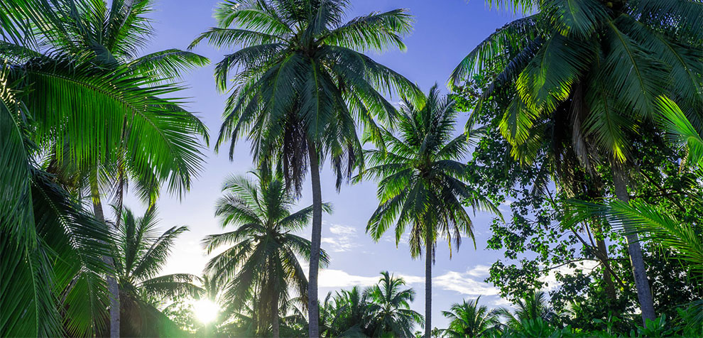 What Conditions Do Palm Trees Need To Grow