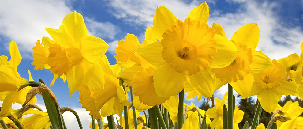 Daffodils