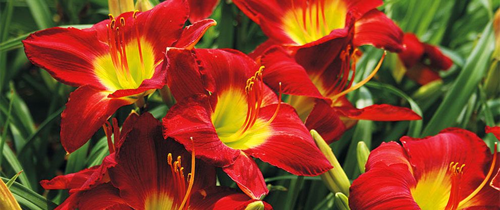 Daylily