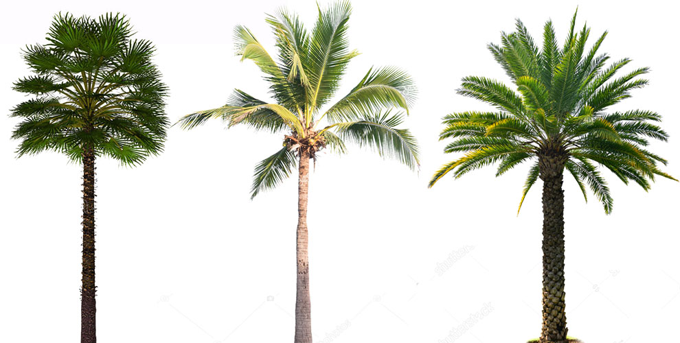 Many Different Types Of Outdoor Palms Are There