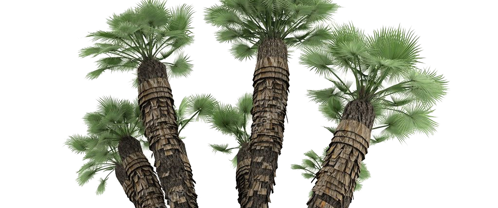 European Fan Palm