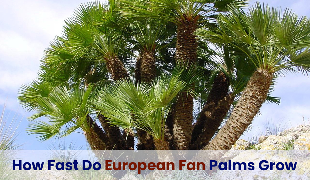 How fast do European fan palms grow