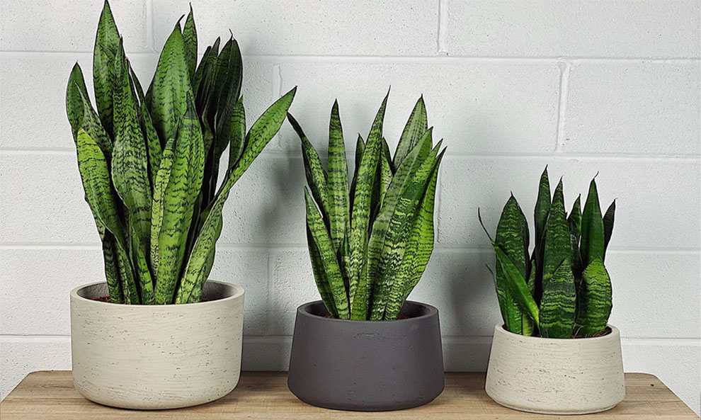 Factors Affecting Snake Plants Growth Rate