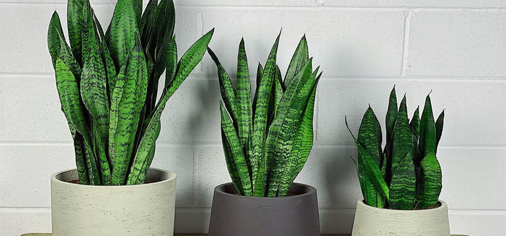Factors Affecting Snake Plants Growth