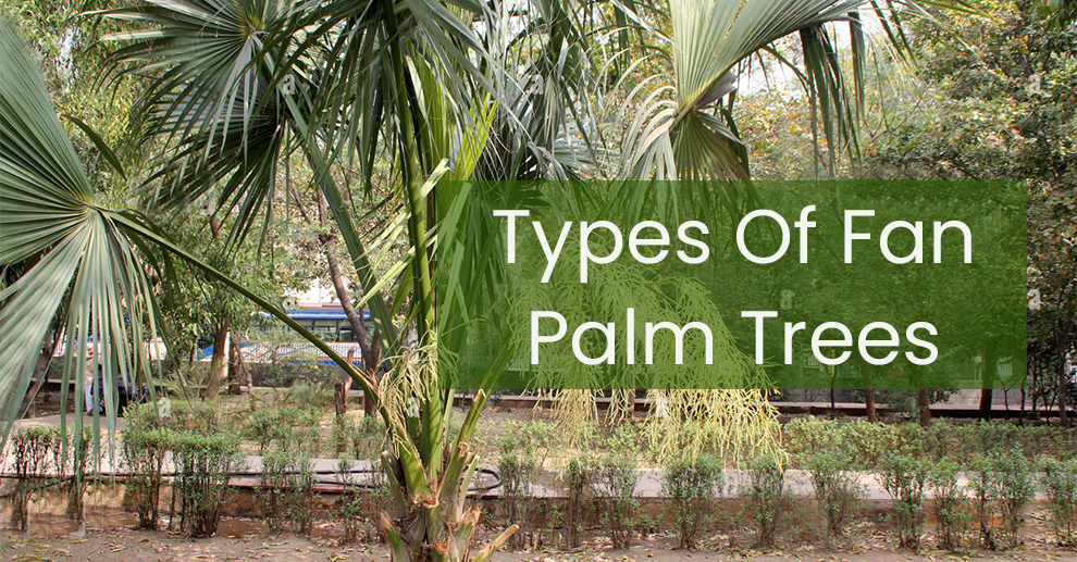 Types of Fan Palm