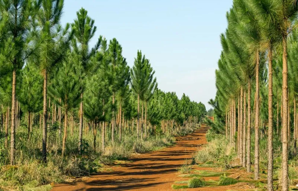 Fast Do Pine Trees Grow In A Year