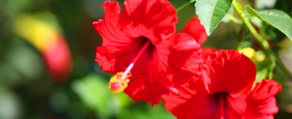 Hibiscus