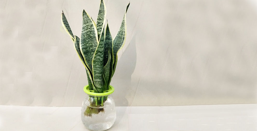 How Can I Tell If I Am Overwatering My Sansevieria