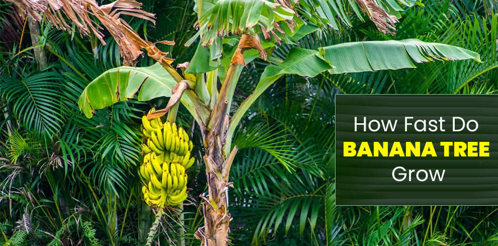 How fast do banana tree grow