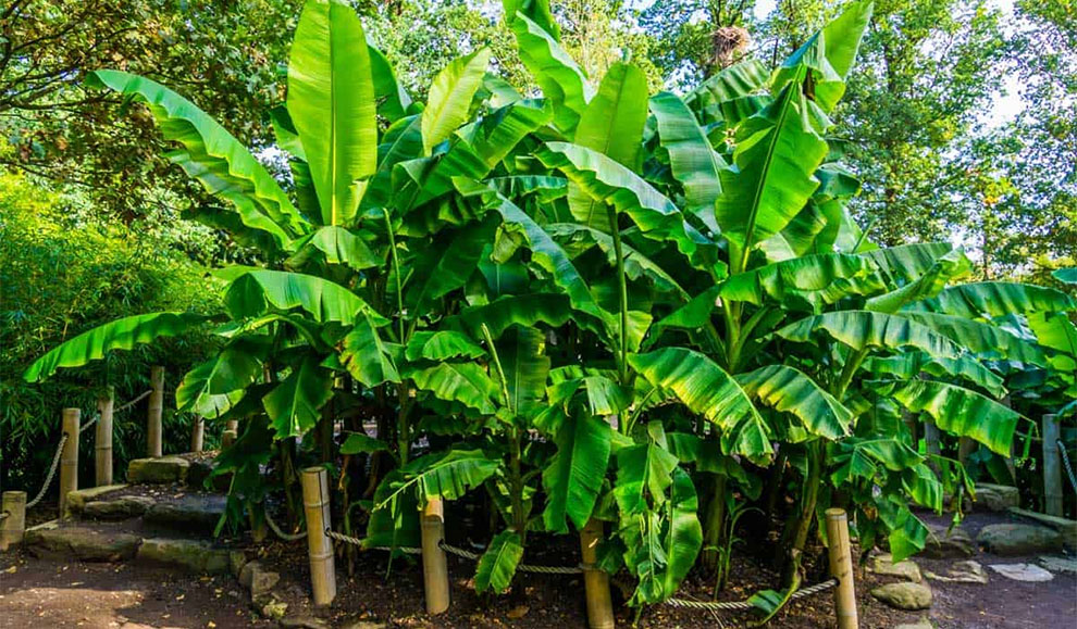 How Fast Do Banana Trees Grow