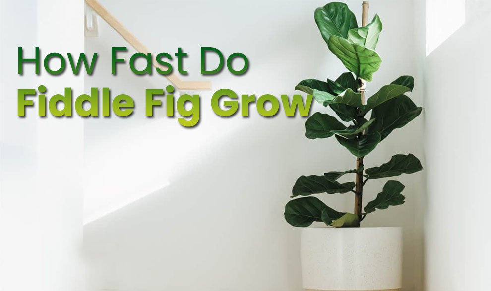 How fast do fiddle fig grow