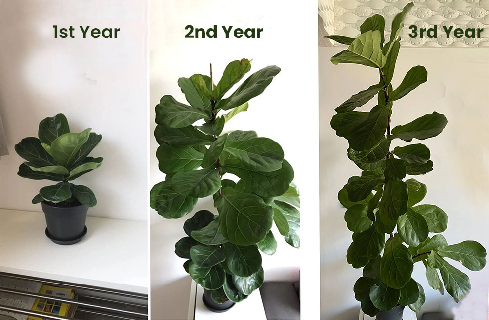 How Fast Do Fiddle Figs Grow In A Year Time