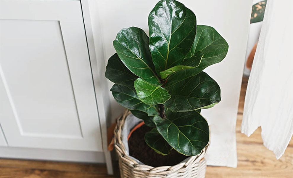 How Fast Do Fiddle Figs Grow