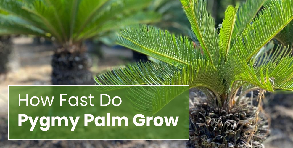 How fast do pygmy palm grow