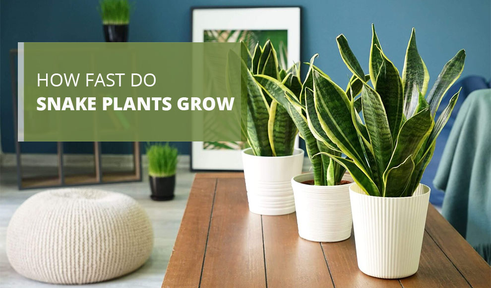 How fast do snake plants grow