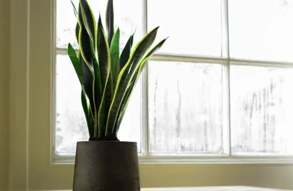 How Fast Do Snake Plants Grow