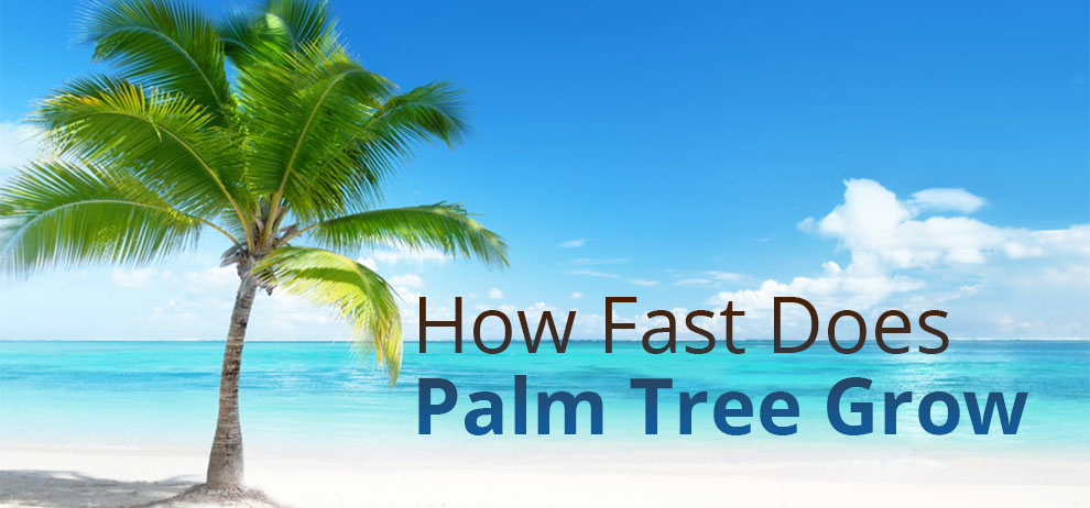 How fast does palm tree grow 