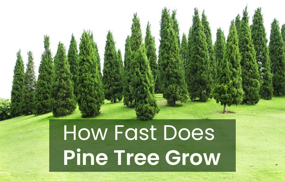 How fast does pine tree grow