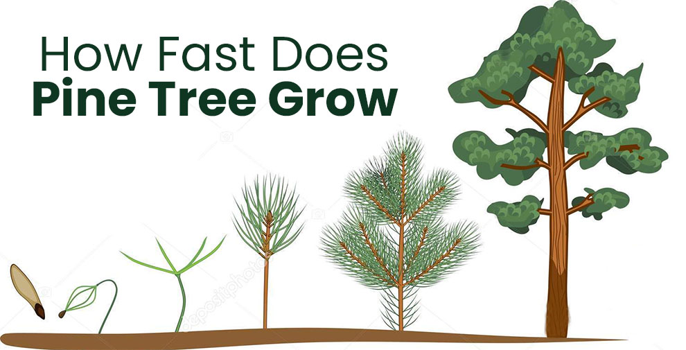 Factors that Help Determine How Fast Does Pine Tree Grow