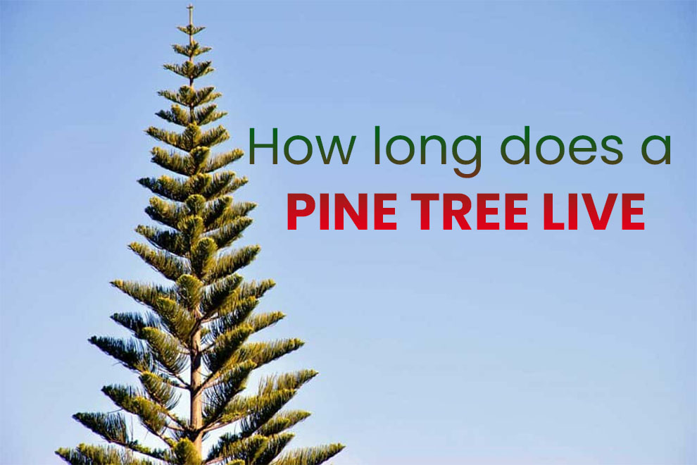 How long does a pine tree live