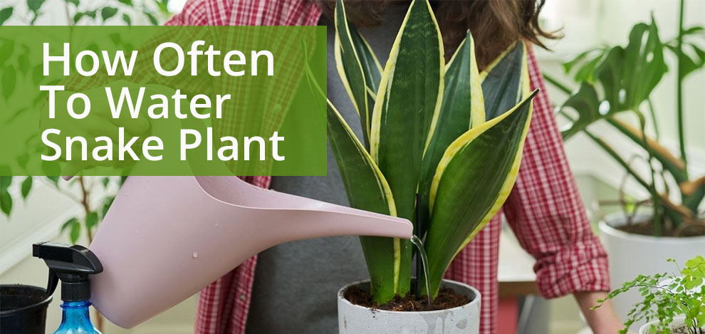 How often to water snake plant 