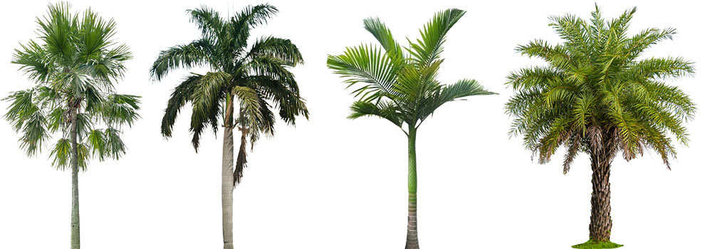 How Old Can A Palm Tree Live