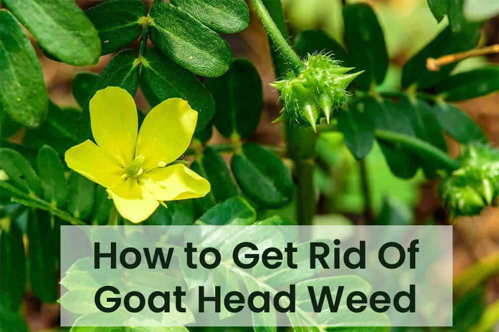 How to get rid of goat head weed