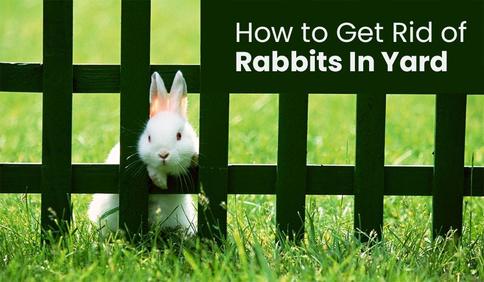How to get rid of rabbits in yard