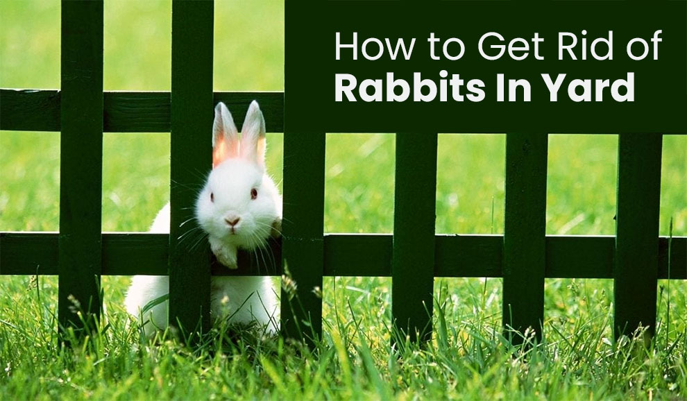 How To Get Rid of Rabbits In Yard & Keep Them Out - EmbraceGardening