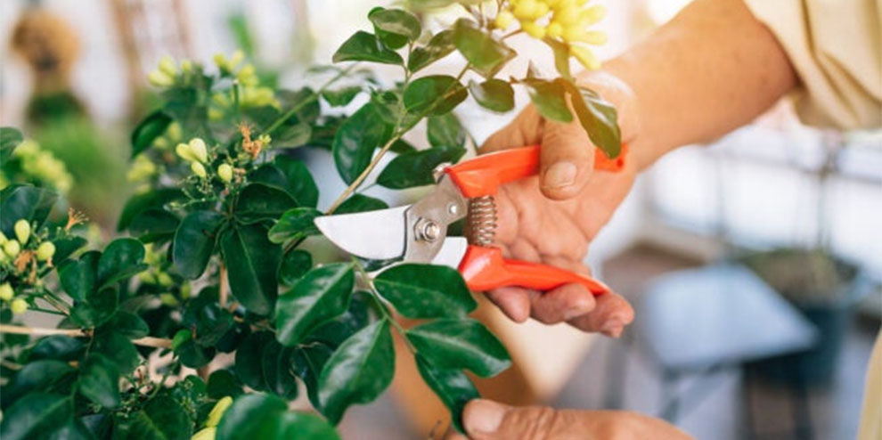 How To Get Rid Of Scale Insects On Outdoor Plants