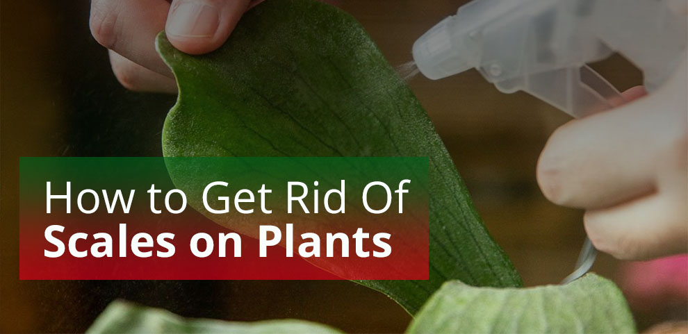 How to get rid of scales on plants
