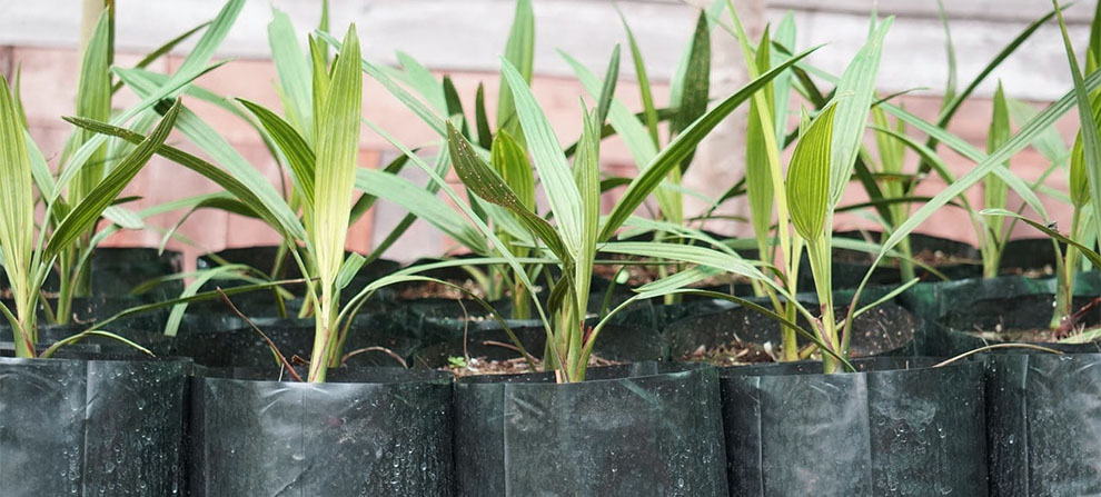 How To Grow Palm - Planting Guide