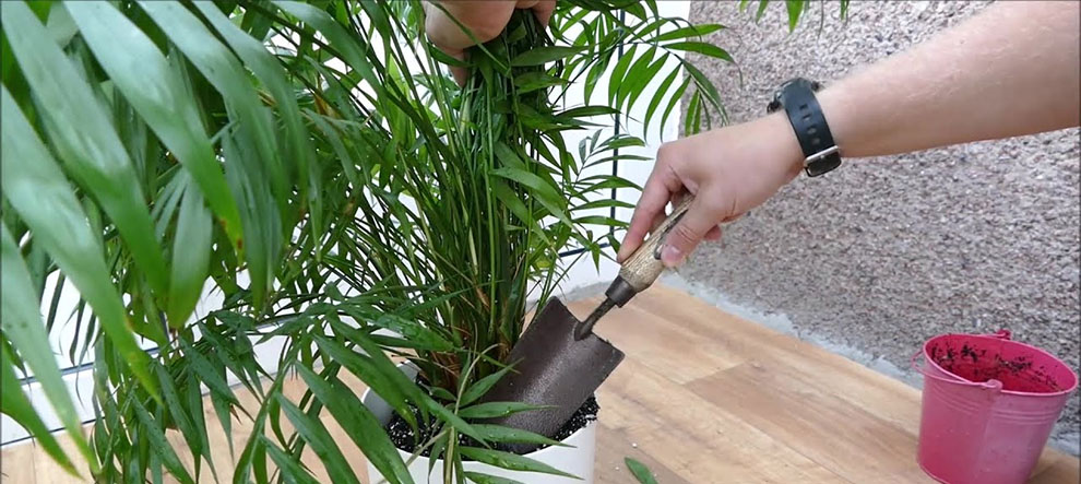 How To Take Care Of Palm Plants