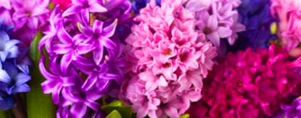 Hyacinths