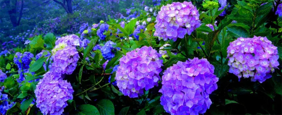 Hydrangeas