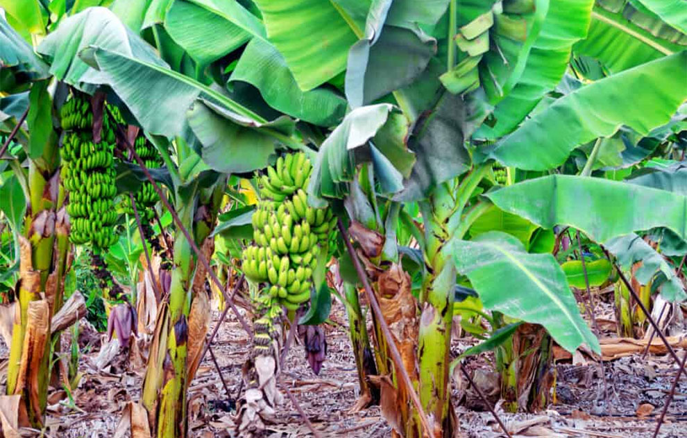 Ideal Conditions For Growing Banana