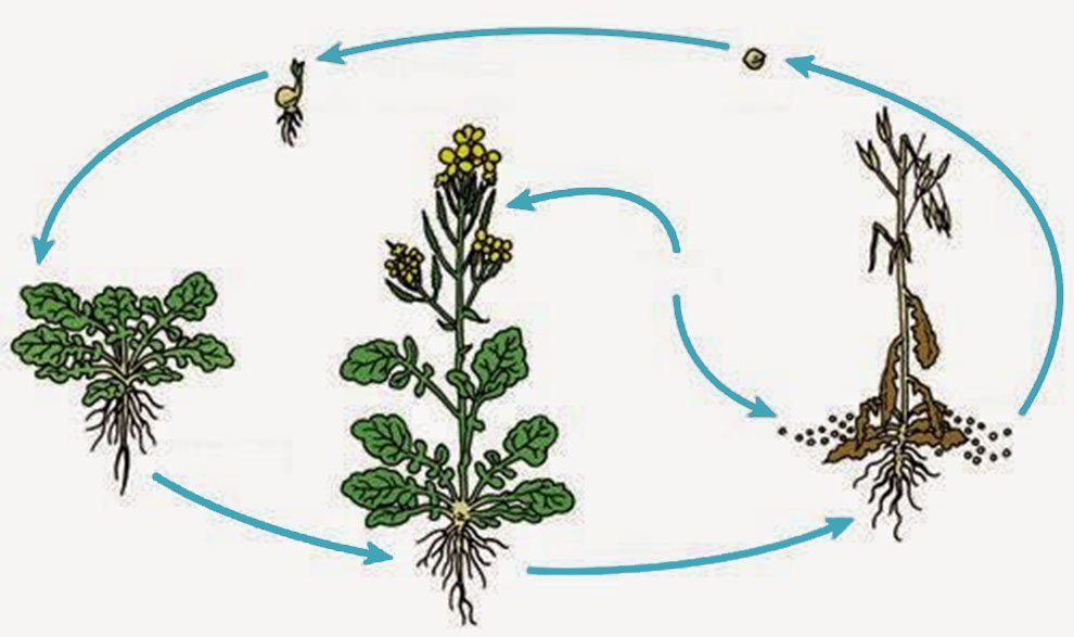 Life Cycle of Goat Head Weed