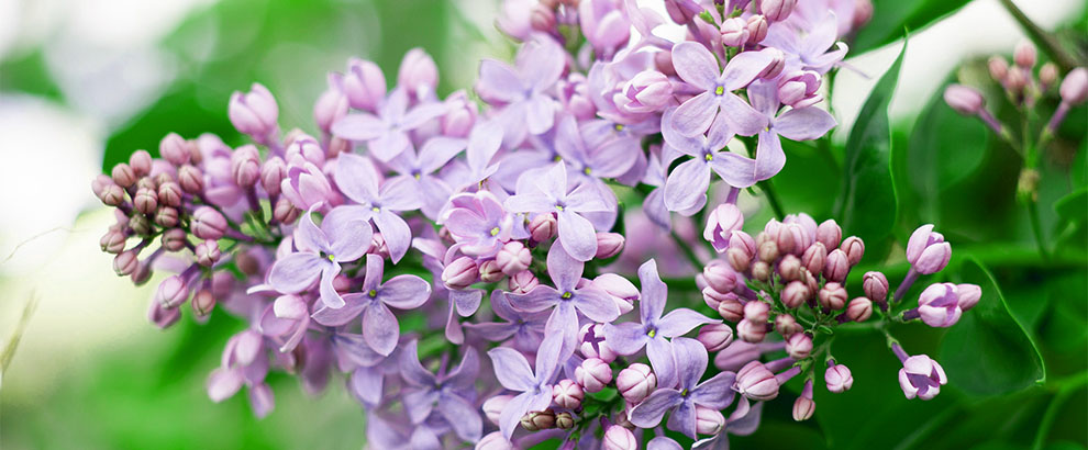 Lilacs