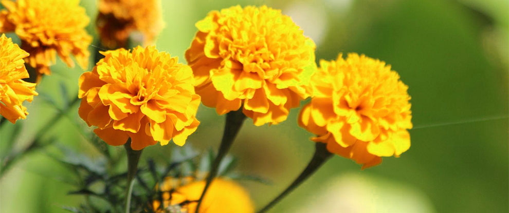 Marigold