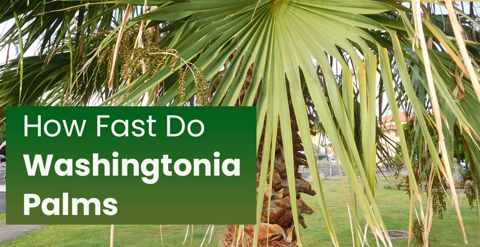 Washingtonia Mexican Fan Palm - How Fast It - EmbraceGardening