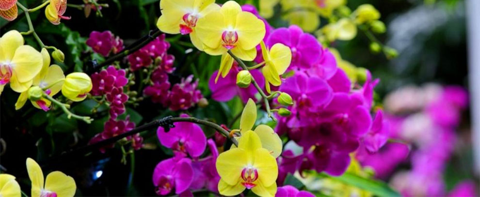 Orchids