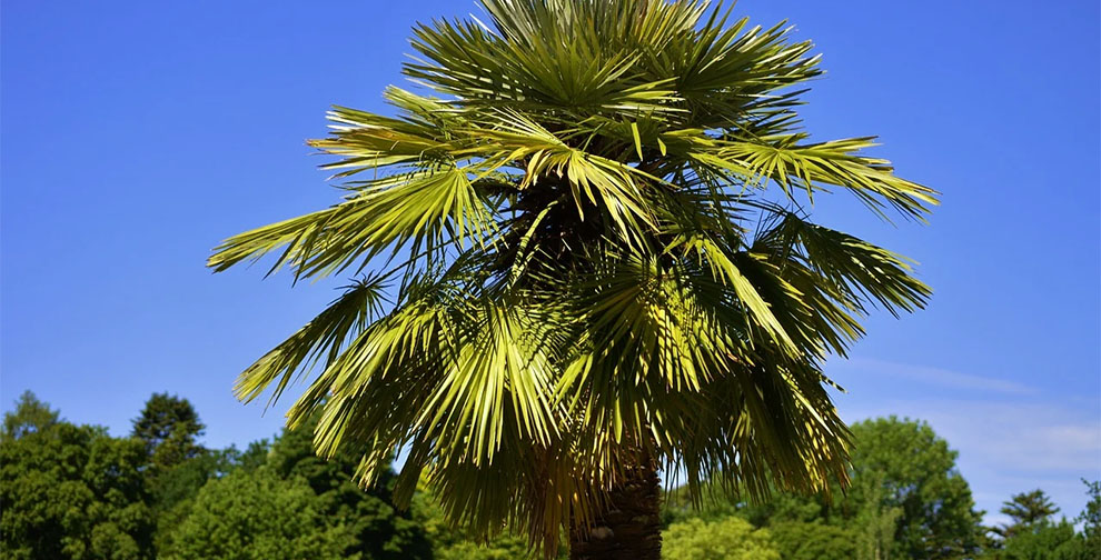 Palm Tree Origin