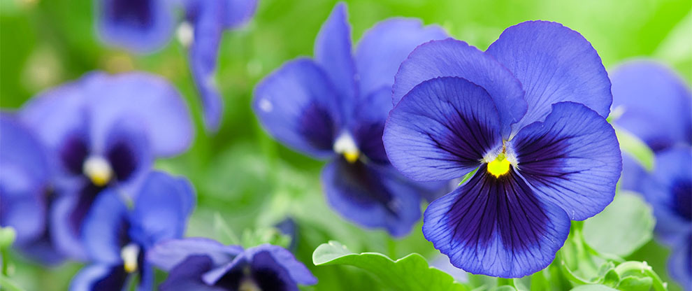 Pansies