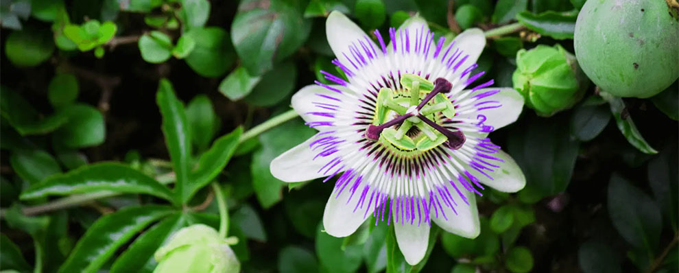 Passionflower