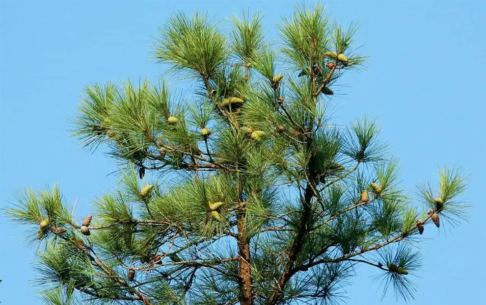 pine trees grow best