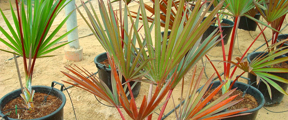 Red Latan Palm