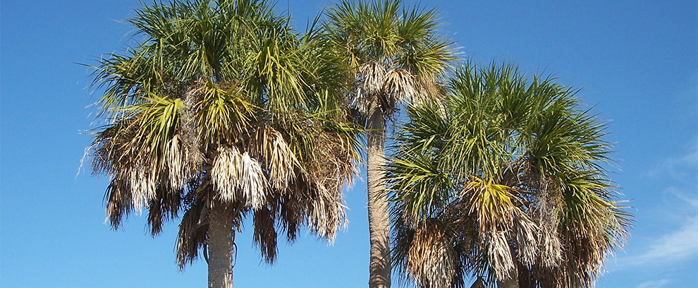 Sabal Palmetto