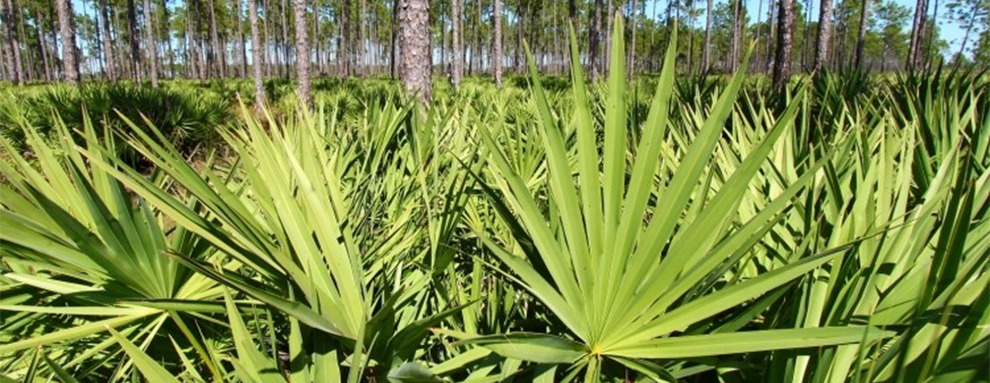 Saw Palmetto